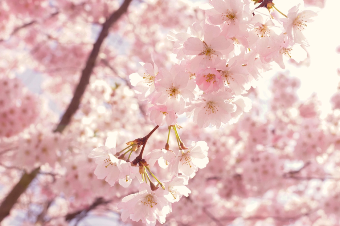 櫻花商品大集合，仙氣十足的妳必須看！