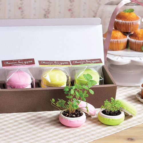 日本 聖新陶芸 Sweet Garden-Macaroon 馬卡龍甜點栽培盆器 / 禮盒(三入一組)