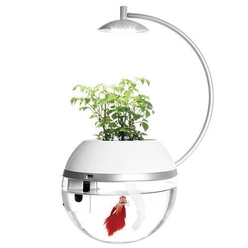 【清倉價】ARKY 香草與魚 [鬪] Herb & Fish Fight