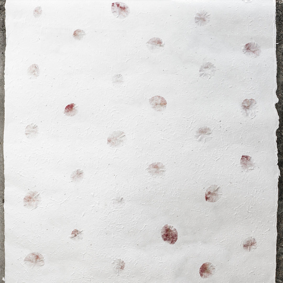 WOOPAPERS 粉紅花瓣種子包裝紙