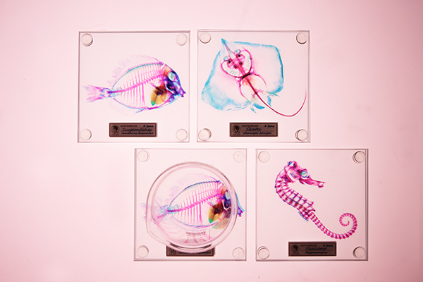 賽先生科學工廠 解析透明魚玻璃杯墊-刺尾鯛（自）