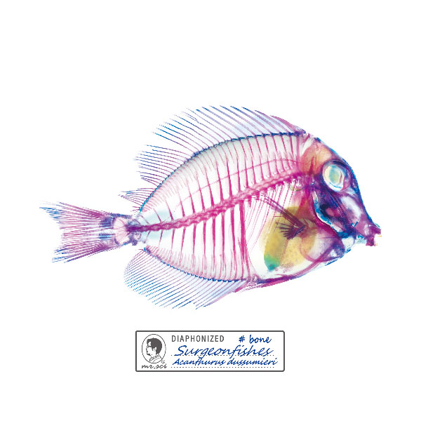 透明魚對於學術研究上，提供了非常大的幫助，關於魚類的演化、外型、成長過程等，都能透過透明魚標本解密。

色彩豔麗的透明魚標本你也心動了嗎？不仿來體驗這奇幻的奧秘吧！