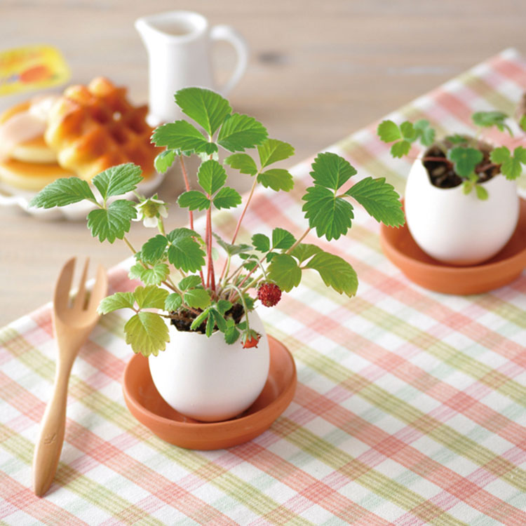 日本 聖新陶芸 Eggling植物栽培蛋 粉-小草莓