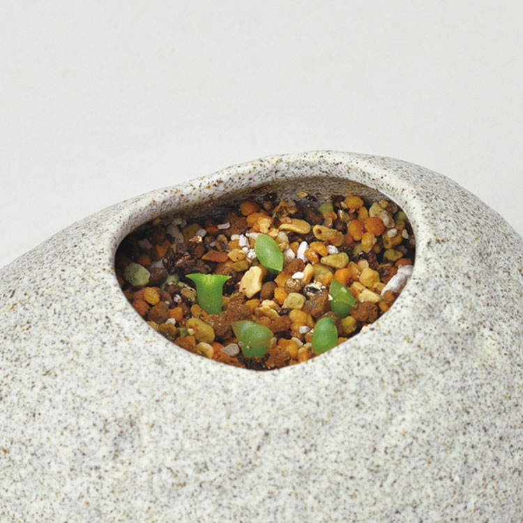 日本 聖新陶芸 Rock Stone 石頭造型陶瓷植栽盆器/仙人掌 丸石-白