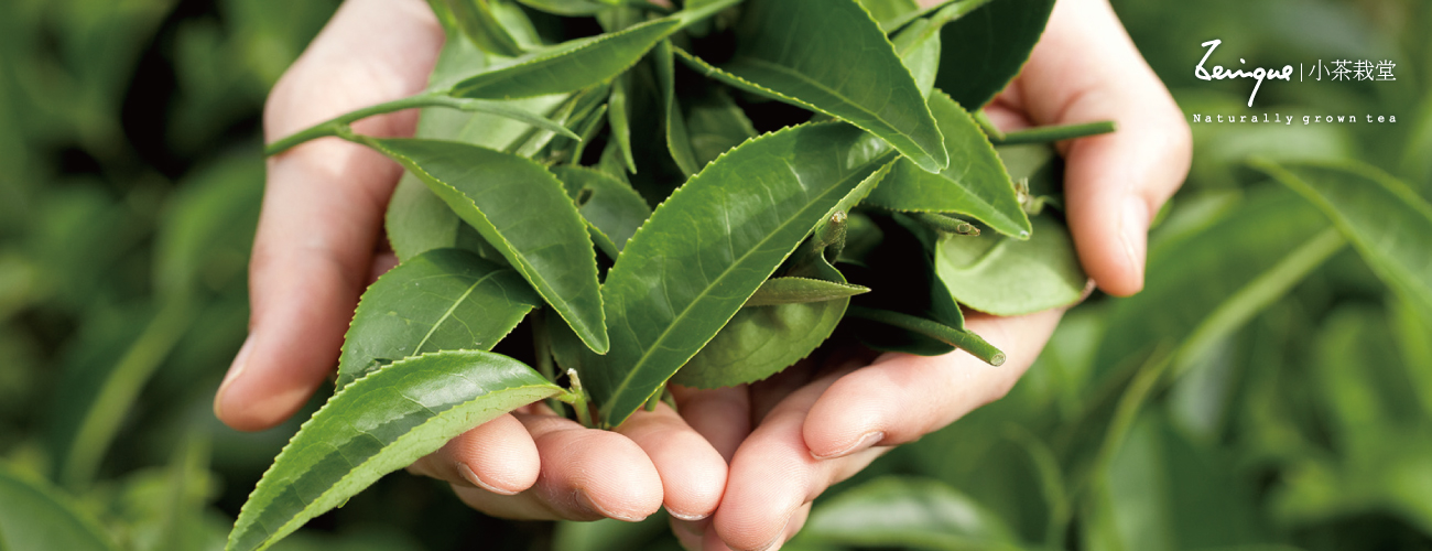 小茶栽堂｜藏金禮盒 - 【古典罐- 烏龍茶】