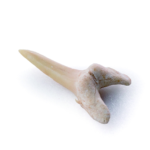 鯊魚針狀齒 Shark Needle-shaped Tooth 尖銳的牙齒適合獵捕逃跑速度快的獵物，使它們更容易抓住魚並將它們整個吞下。 尖細形狀牙齒可能來自Odontaspis是沙鯊的一個屬