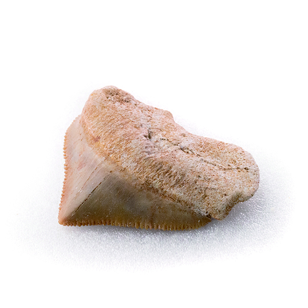 鯊魚冠狀齒 Shark Crown Tooth 齒薄扁平，切緣銳利，有著鋸齒狀邊緣。 可能有兩種物種，分別是Squalicorax pristodontus和Squalicorax kaupi.
