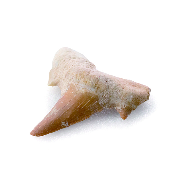 耳形齒 Shark ear-shaped tooth 可能來自Serratolamna是一種已滅絕的鯖魚屬。 這些鯊魚從白堊紀時期到始新世時期，大約從99.7到5030萬年前。