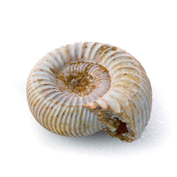 菊石 Ammonoidea 約在1.1億年前，白堊紀中期。這些頭足類動物有眼睛，觸手和螺旋形外殼。 它們的殼與活著的章魚更緊密相關，儘管它們的殼類似於鸚鵡螺的殼。