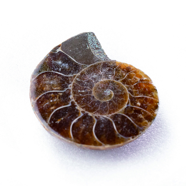 斑彩菊石 Ammolite 充满方解石晶体，已將其切成兩半並拋光以揭示內室的所有細節。 在極少數情況下，銨鹽化石殼被礦化，呈現出驚人的彩虹色。