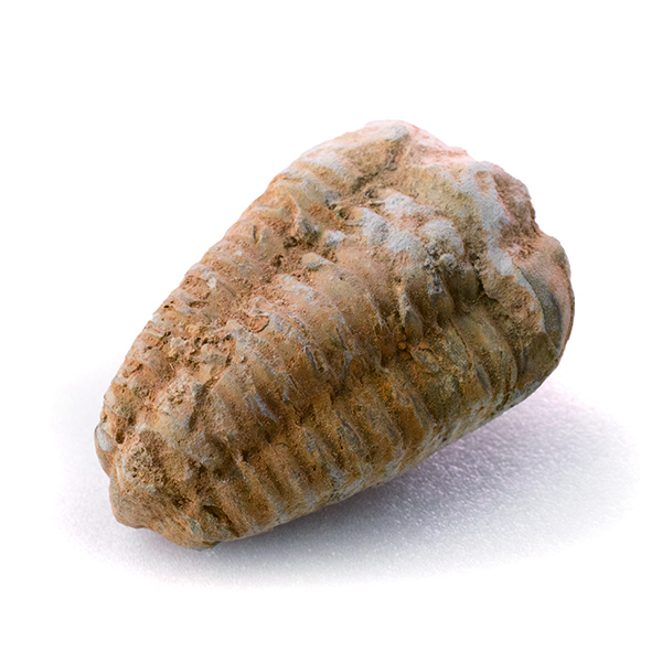 三葉蟲 Trilobite 三葉蟲是滅絕的海洋節肢動物。 它們首先出現在早寒武紀（5.21億年前）的化石記錄中， 並在二疊紀大規模滅絕（2.5億年前）時滅絕。