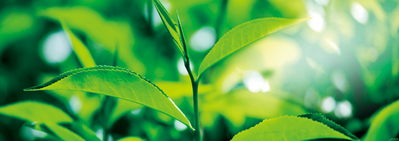 品質｜自由葉的茶葉來自台灣各地的單一莊園級農場，除了保持風味特色均一，也能與茶農進行技術溝通，維持每批茶葉製作上的茶香品質；再經由專業感官品評，嚴格篩選出最佳風味。