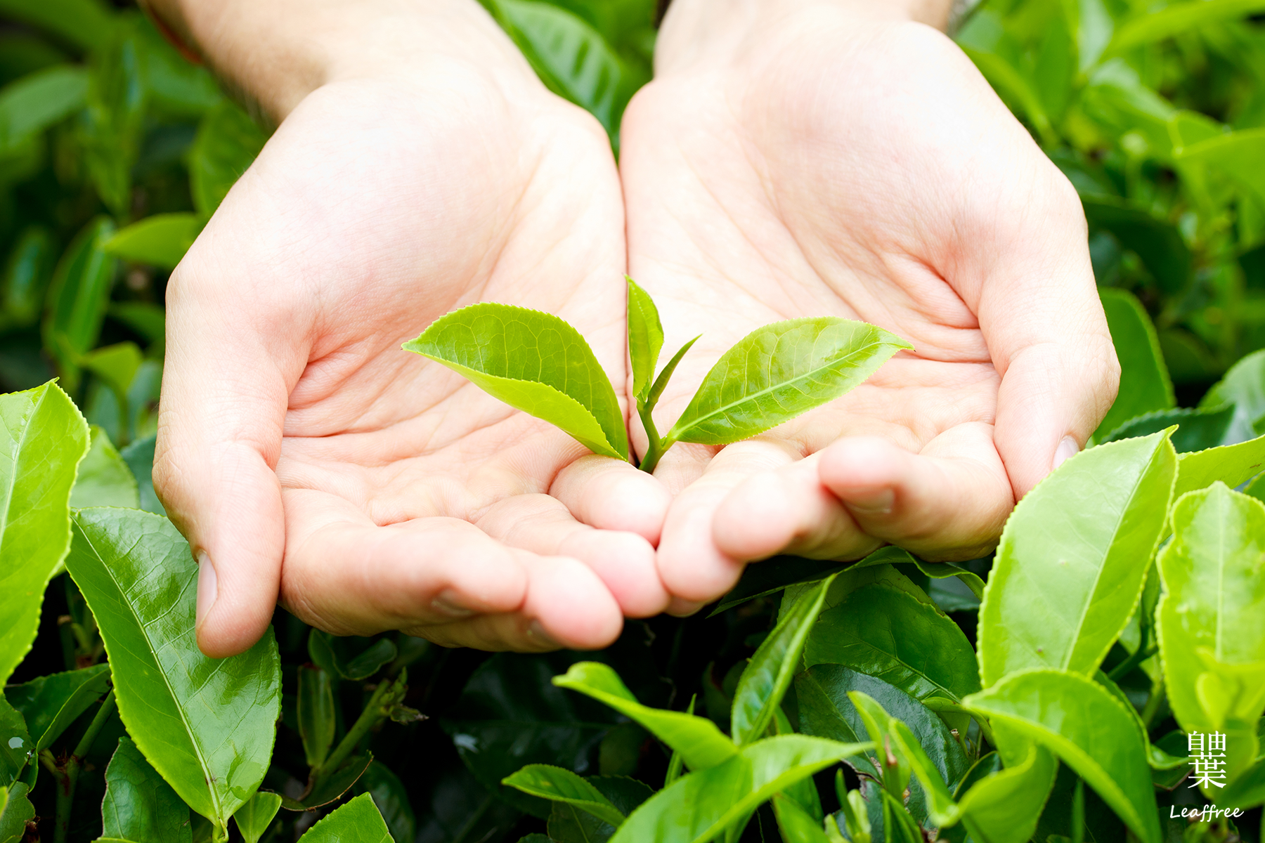 自由葉茶葉逐批「皆通過第三公證單位SGS、台灣茶業改良場農殘多重殘留分析檢測合格」，為消費者安全把關。深入產地了解茶農種茶／製茶理念後契作；代工廠均經ISO22000認證。