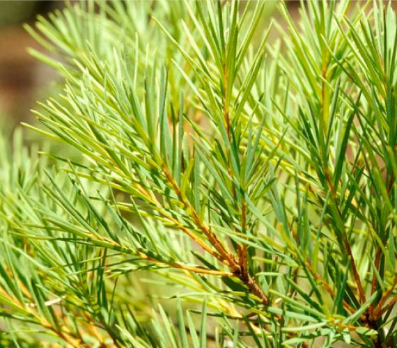 【茶樹精油】
草本系精油，綠葉清爽的香氣，提振精神，提升空氣淨化清新感。來自澳洲的茶樹，能幫助使頭腦清醒，並恢復活力、抗沮喪。清新的香味可以淨化空氣、消除異味、遠離蚊蟲。