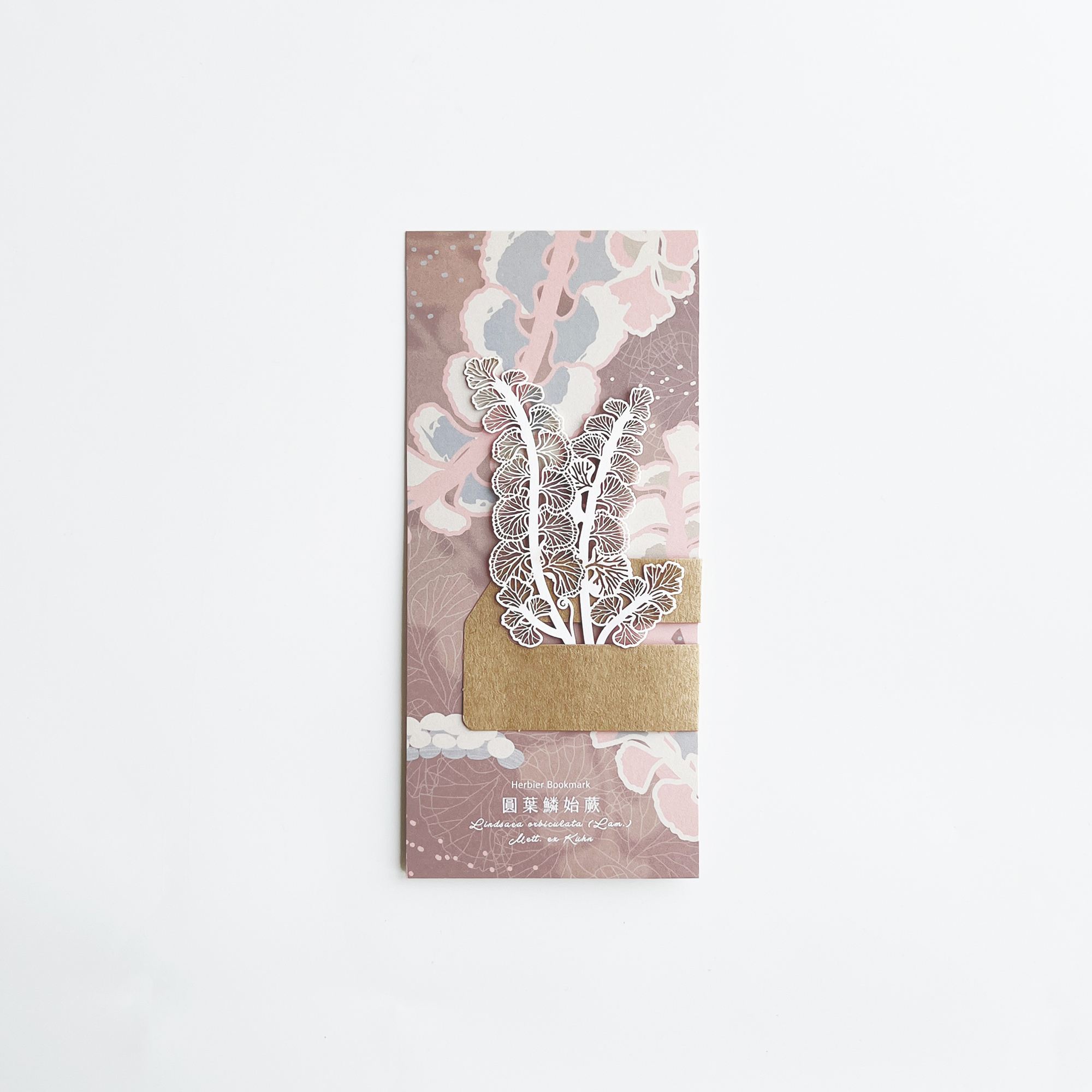 FERN ONLY 只有蕨 蕨類標本紙雕5.0(圓葉鱗始蕨)