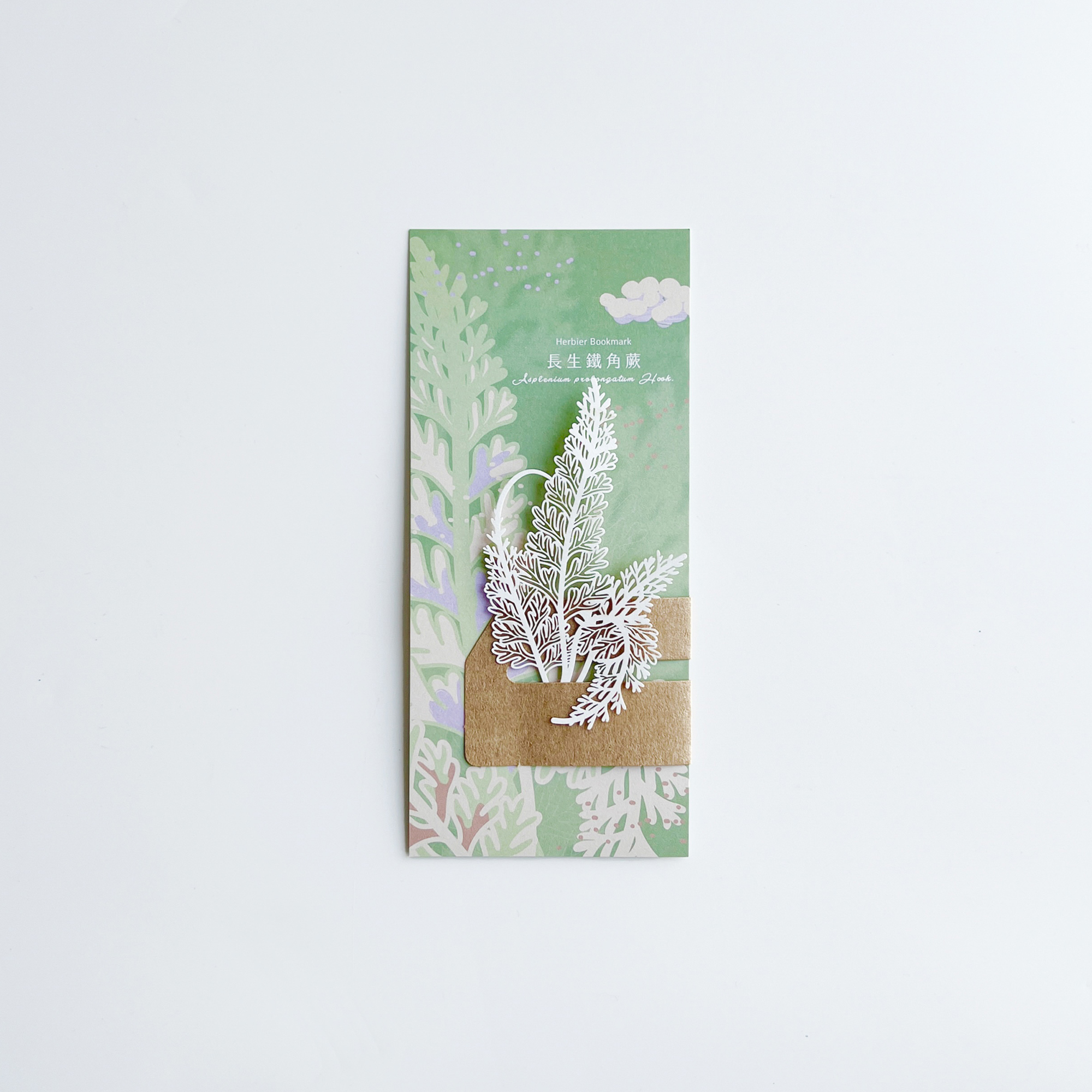 FERN ONLY 只有蕨 蕨類標本紙雕5.0(長生鐵角蕨)