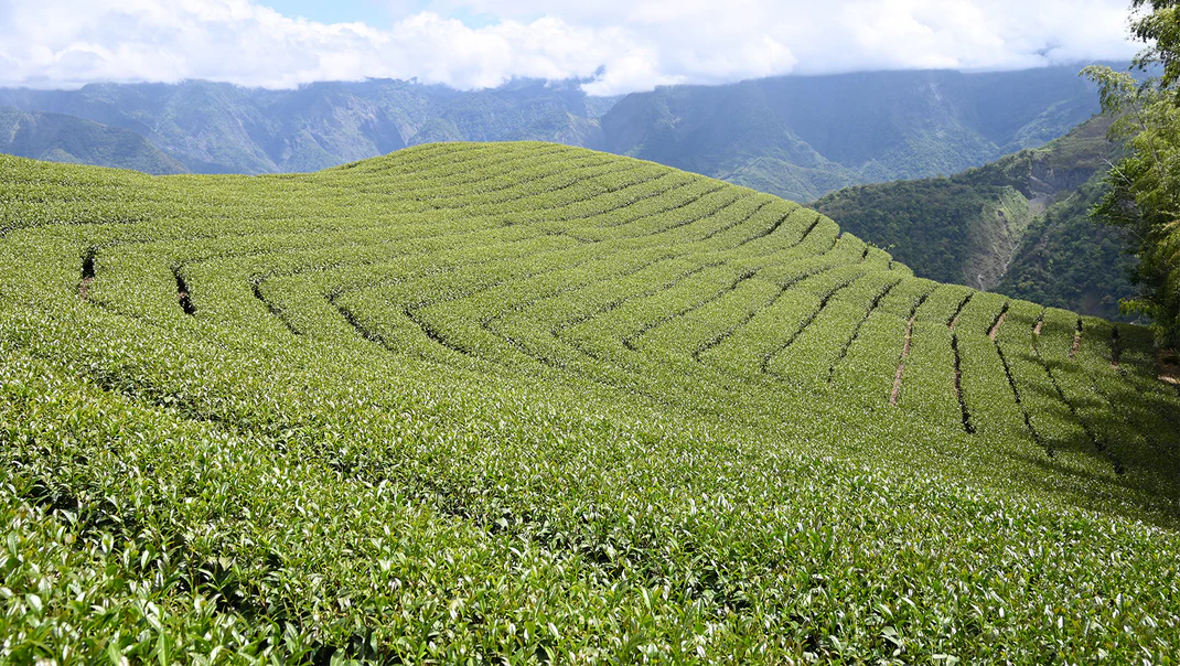 契作茶園
以友善農耕的方式耕作照護，讓我們取得安全健康無農藥的茶葉。