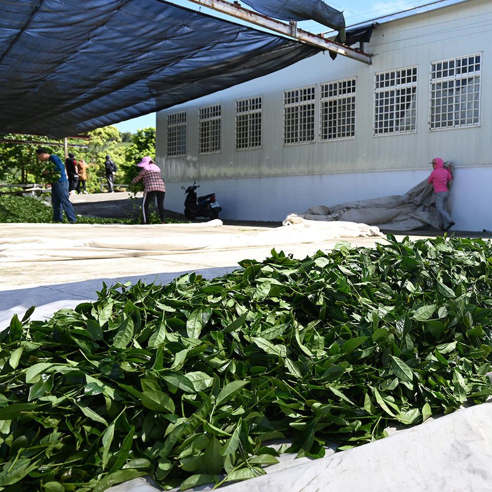 高山茶韻
海拔高度高，整天雲霧籠罩，日夜溫差大，茶葉無苦澀味，因此茶葉喝起來回甘度高，擁有山頭氣的味道。
